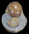 Nautilus (Eutrephoceras) With Ammonite - South Dakota #60232-2